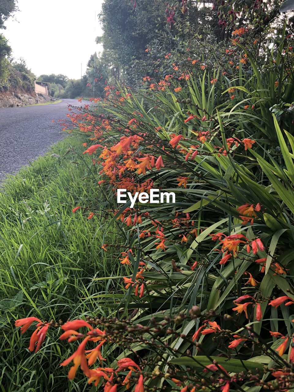 CLOSE-UP OF RED FLOWERING PLANTS AND TREES ON FIELD