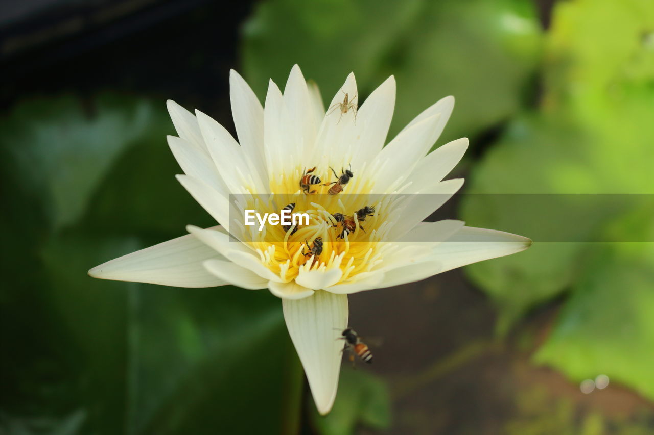 Close-up of bee pollinating flower