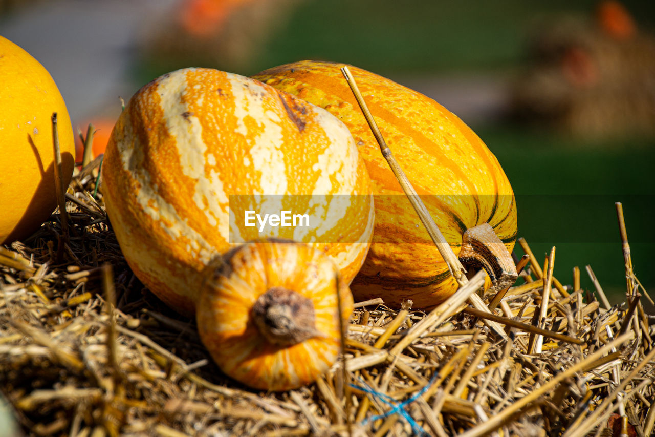 Close-up of pumpkin on field