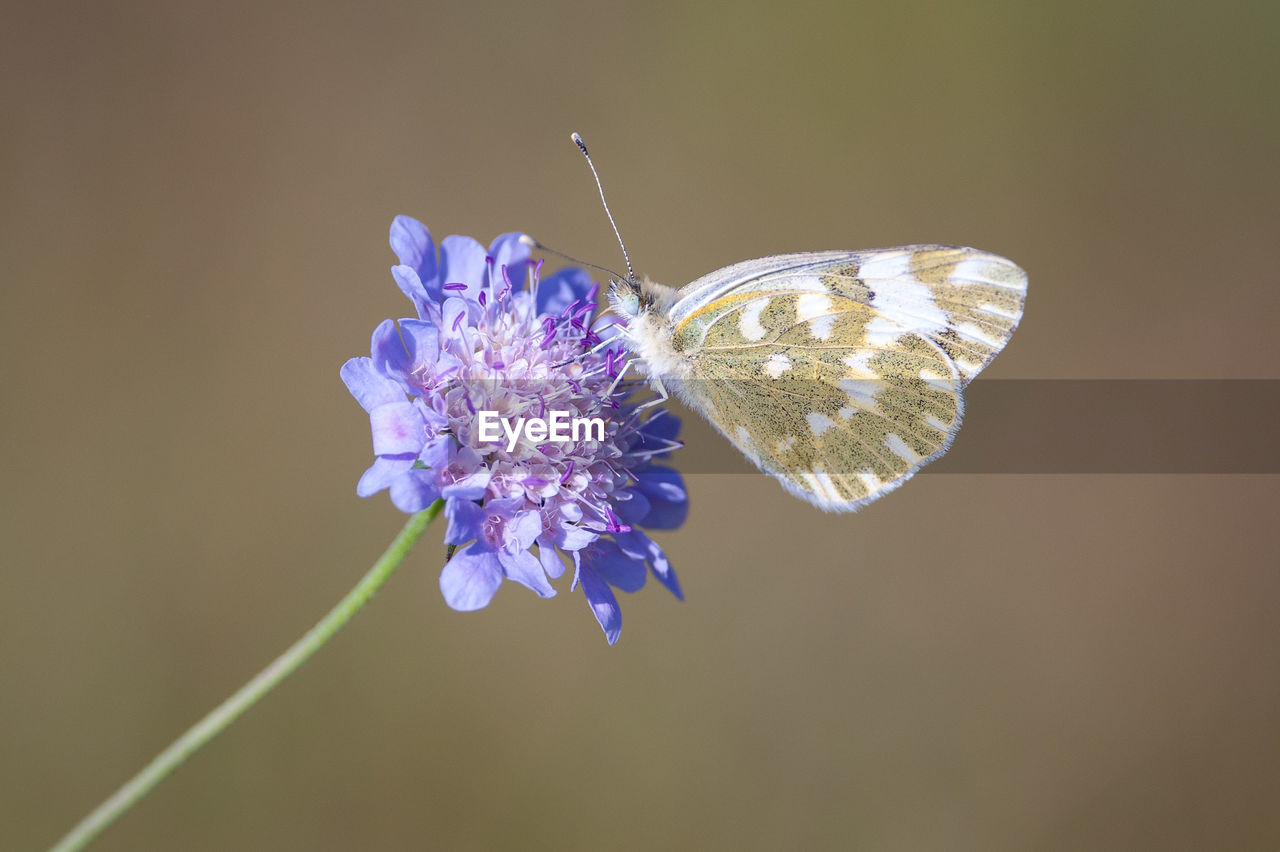 CLOSE-UP OF BUTTERFLY POLLINATING FLOWER