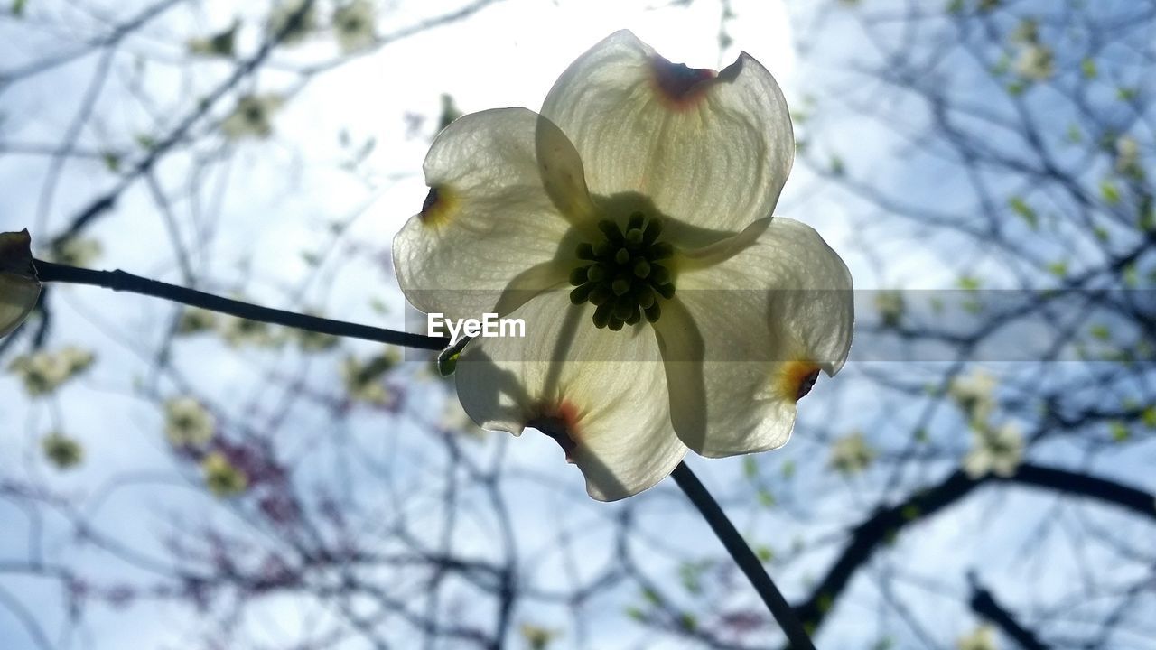 CLOSE-UP OF WHITE FLOWER BLOOMING ON TREE