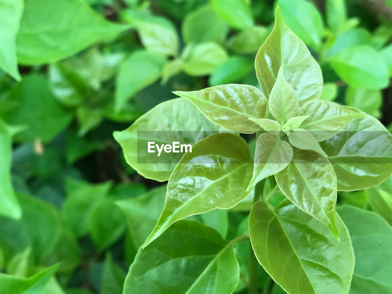 Full frame shot of fresh green leaves