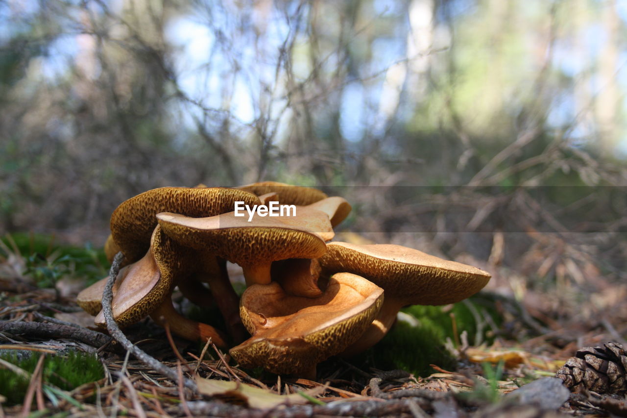 Close-up of mushroom growing on field