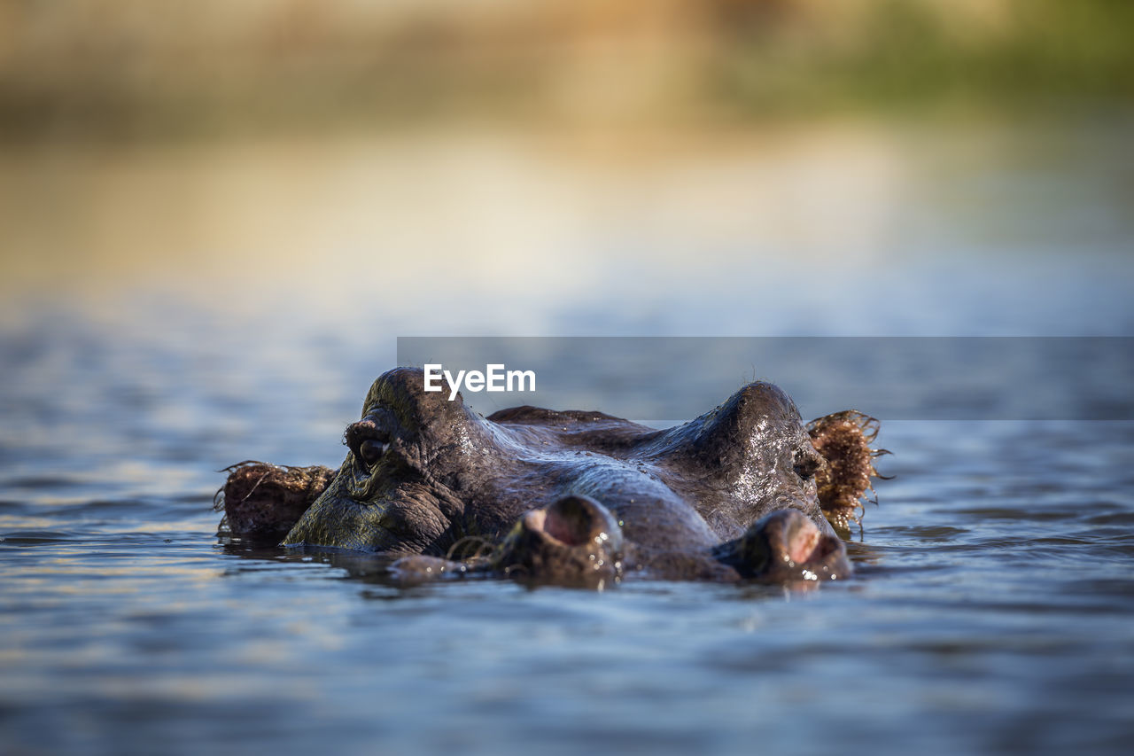 CLOSE-UP OF CRAB IN LAKE