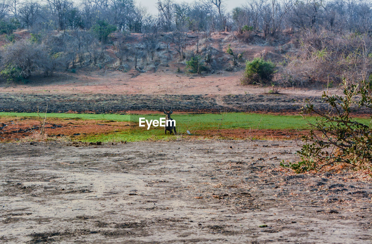 Waterbucks in savannah off in zimbabwe, south africa