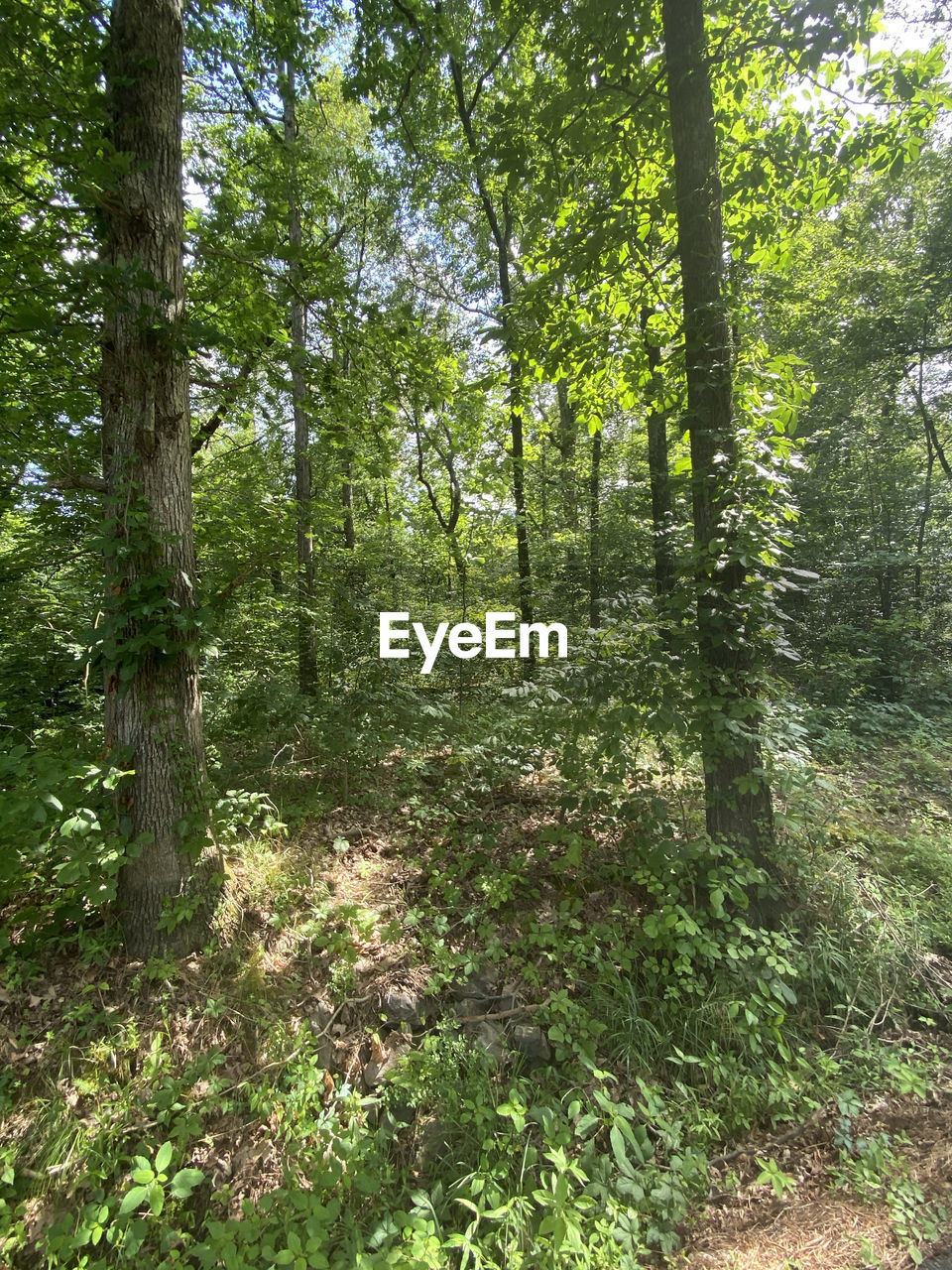 VIEW OF TREES GROWING IN FOREST