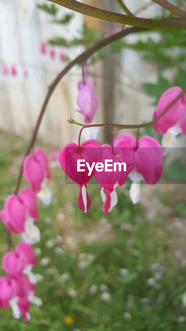 PINK FLOWERS BLOOMING OUTDOORS