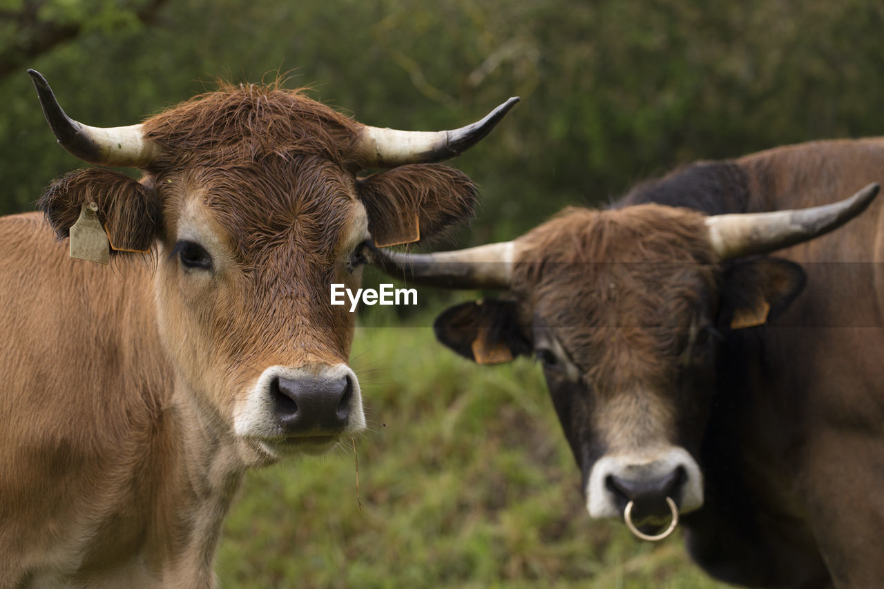 Portrait of a cow and a bull