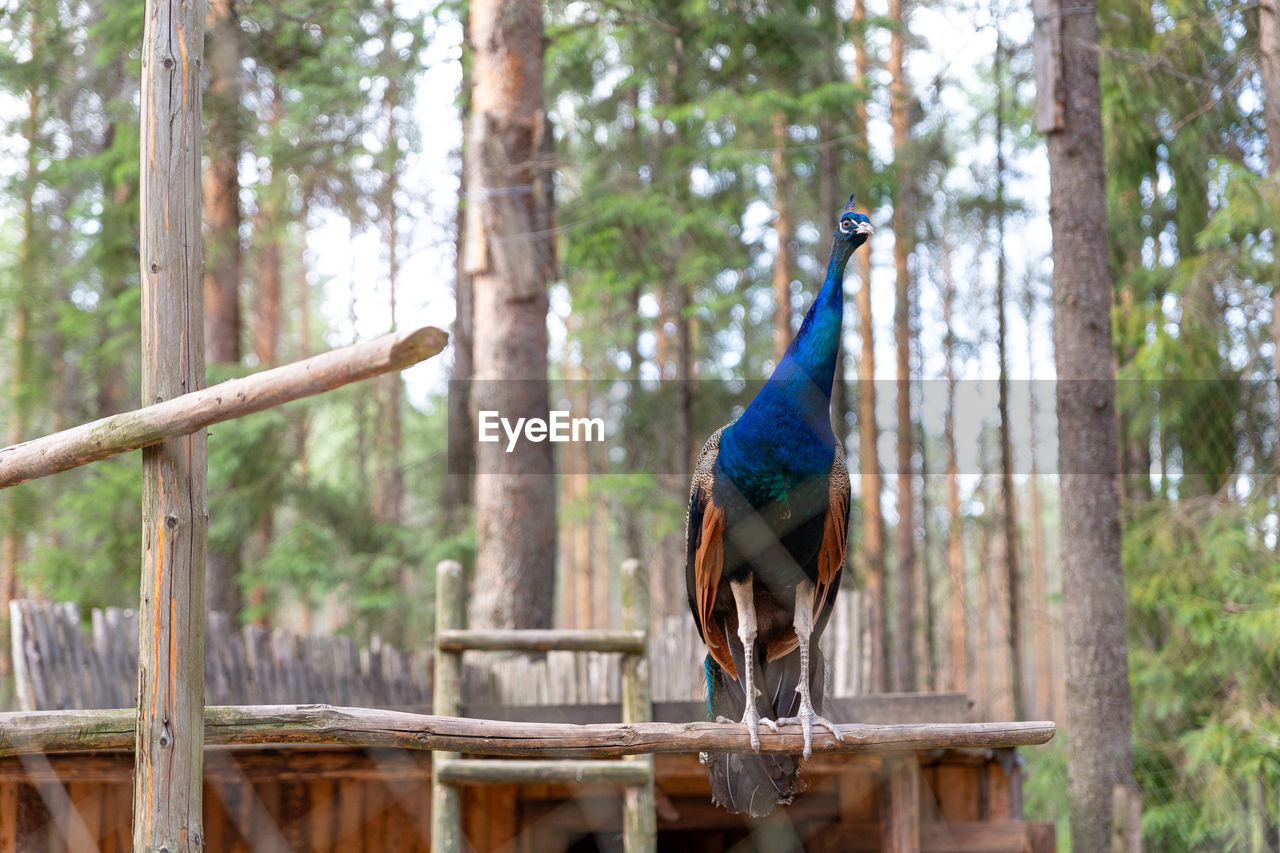 A beautiful blue male peacock sitting on a perch, looking at the camera in the zoo.