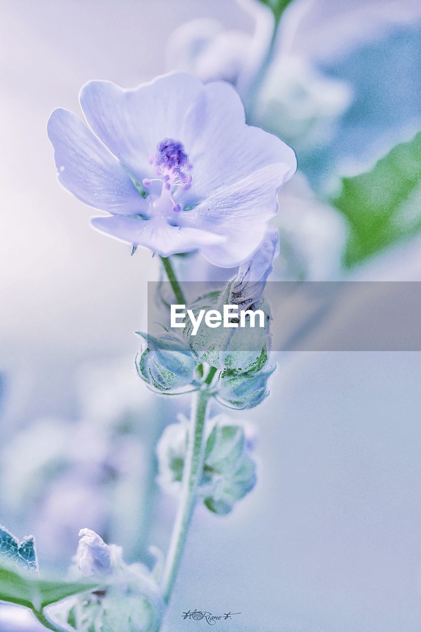 Close-up of purple flowering plant