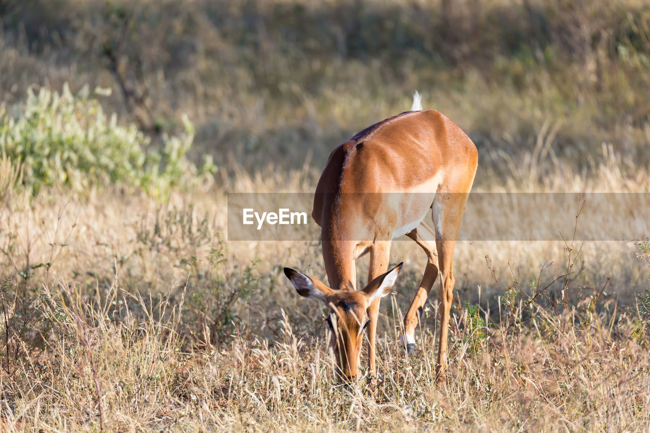 VIEW OF A HORSE GRAZING IN FIELD