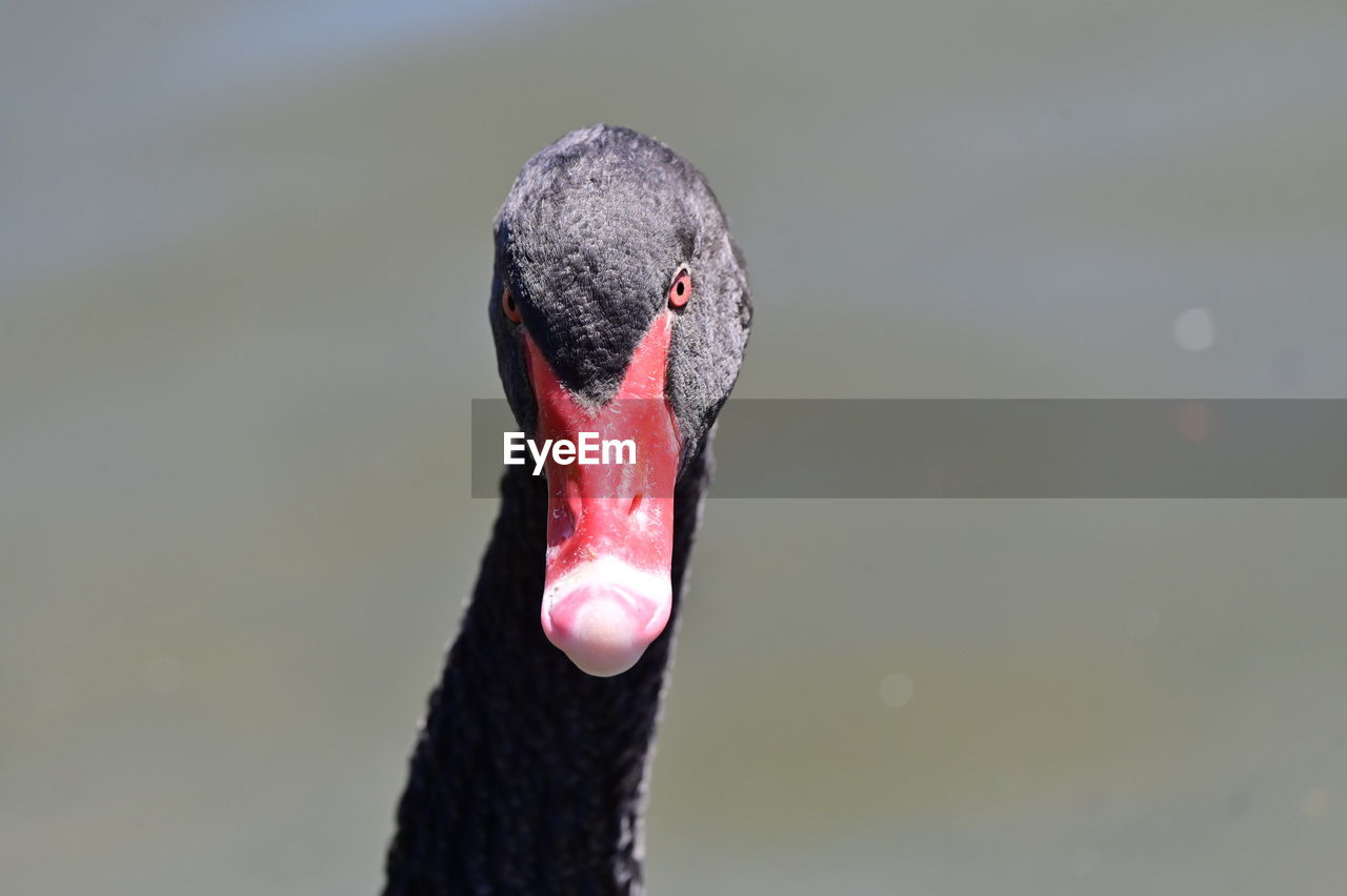 bird, animal themes, animal, one animal, black swan, close-up, wildlife, animal wildlife, beak, water bird, animal body part, water, swan, nature, focus on foreground, lake, no people, animal head, ducks, geese and swans, day, black, red, outdoors, wing