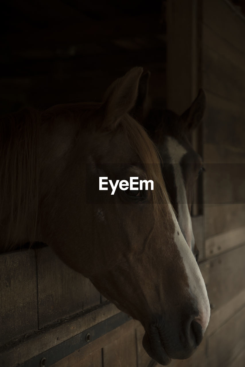 CLOSE-UP OF A HORSE IN THE STABLE