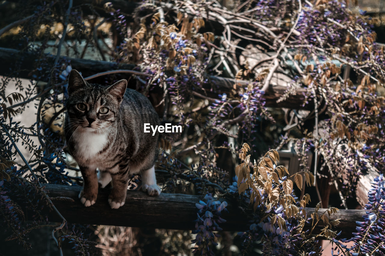 Portrait of cat sitting on branch