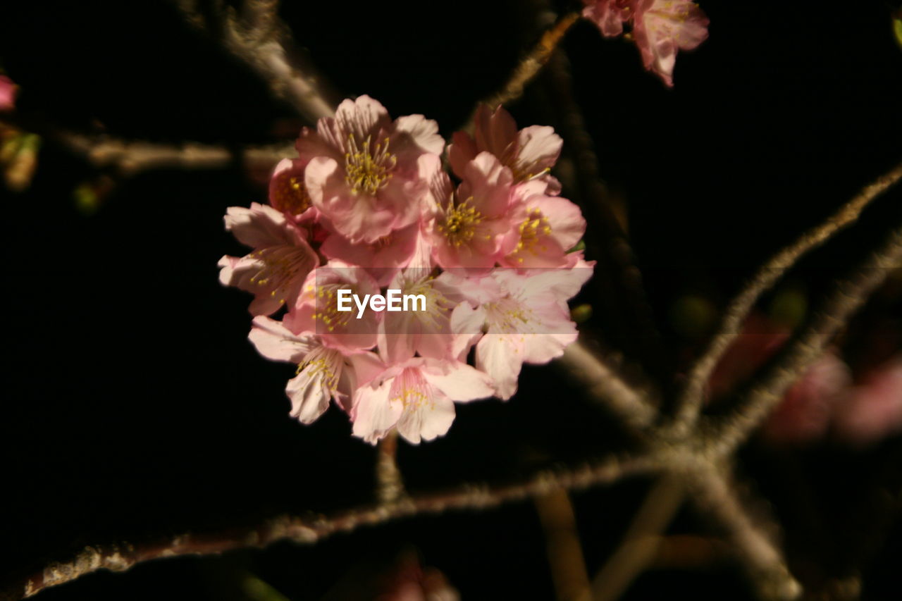 CLOSE-UP OF PINK FLOWERS GROWING OUTDOORS