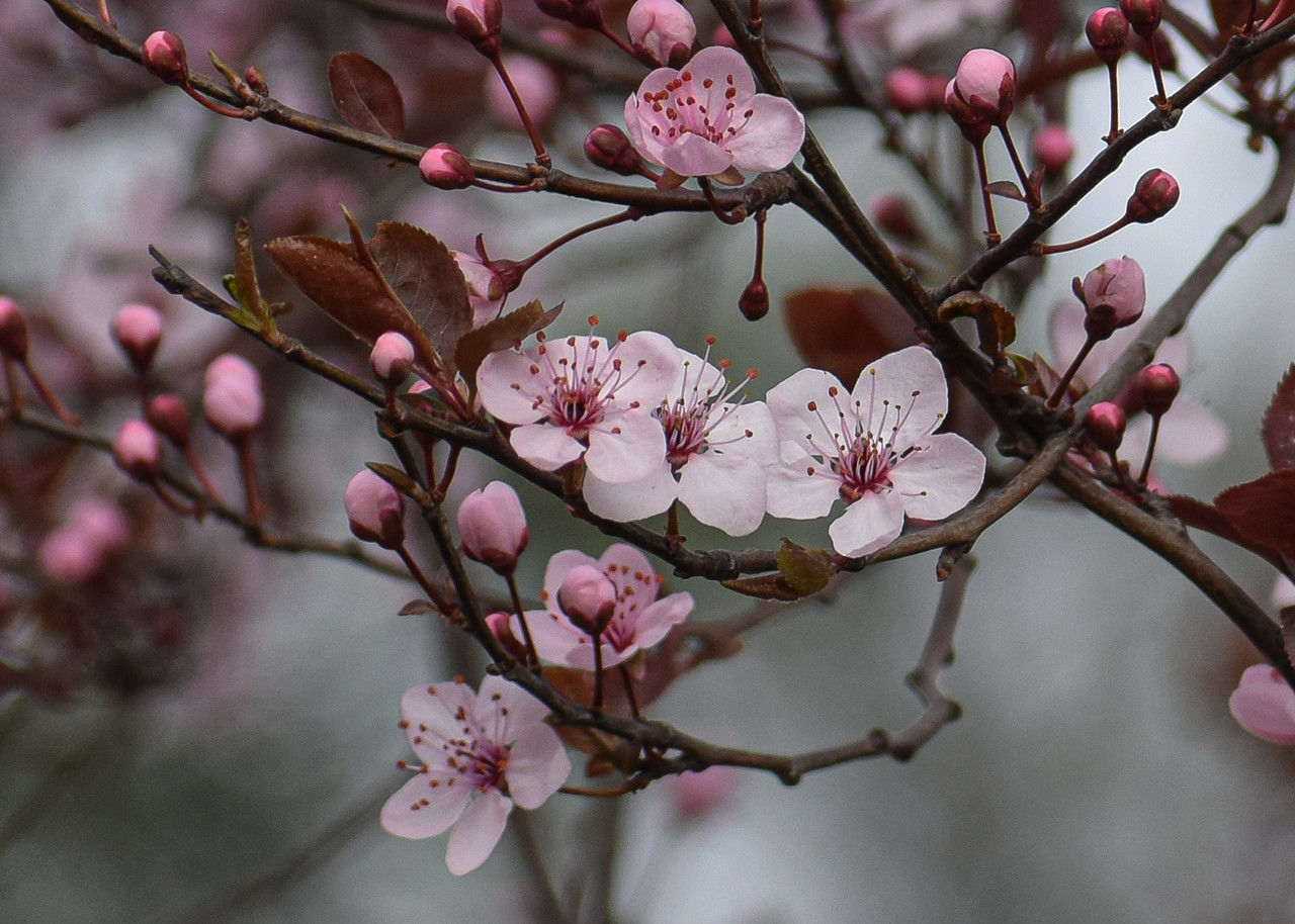 plant, flower, flowering plant, tree, pink, beauty in nature, blossom, branch, springtime, fragility, freshness, nature, growth, produce, spring, close-up, no people, food, petal, inflorescence, flower head, outdoors, cherry blossom, focus on foreground, twig, fruit, food and drink, botany, day, plum blossom, cherry, tranquility, selective focus