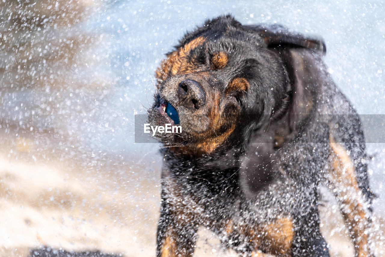 High angle view of dog playing in water on beach