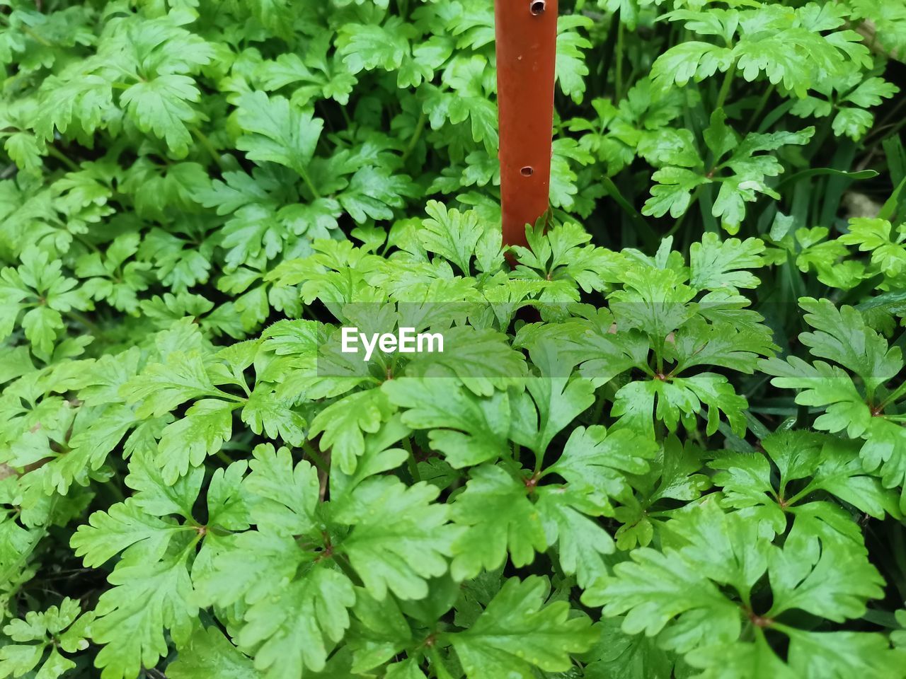 green, leaf, plant part, plant, growth, nature, no people, day, flower, beauty in nature, herb, parsley, produce, outdoors, high angle view, foliage, freshness, vegetable, lush foliage, close-up, land, full frame