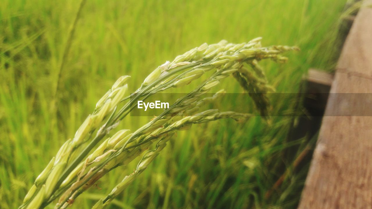 CLOSE-UP OF WHEAT FIELD