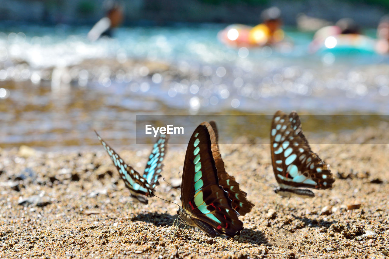 CLOSE-UP OF BUTTERFLY ON SAND