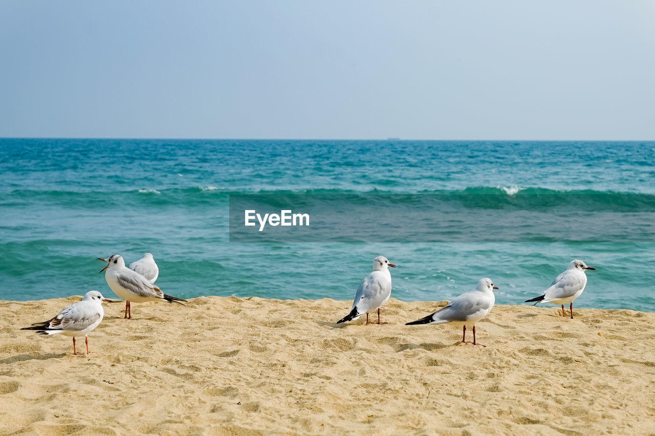 Seagulls walk in the sand on the sea
