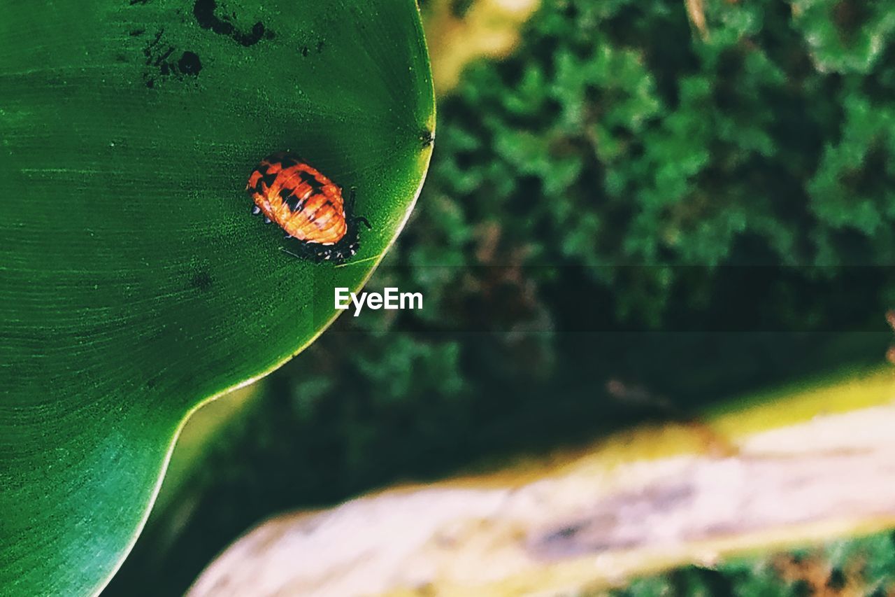 CLOSE-UP OF INSECT ON PLANT