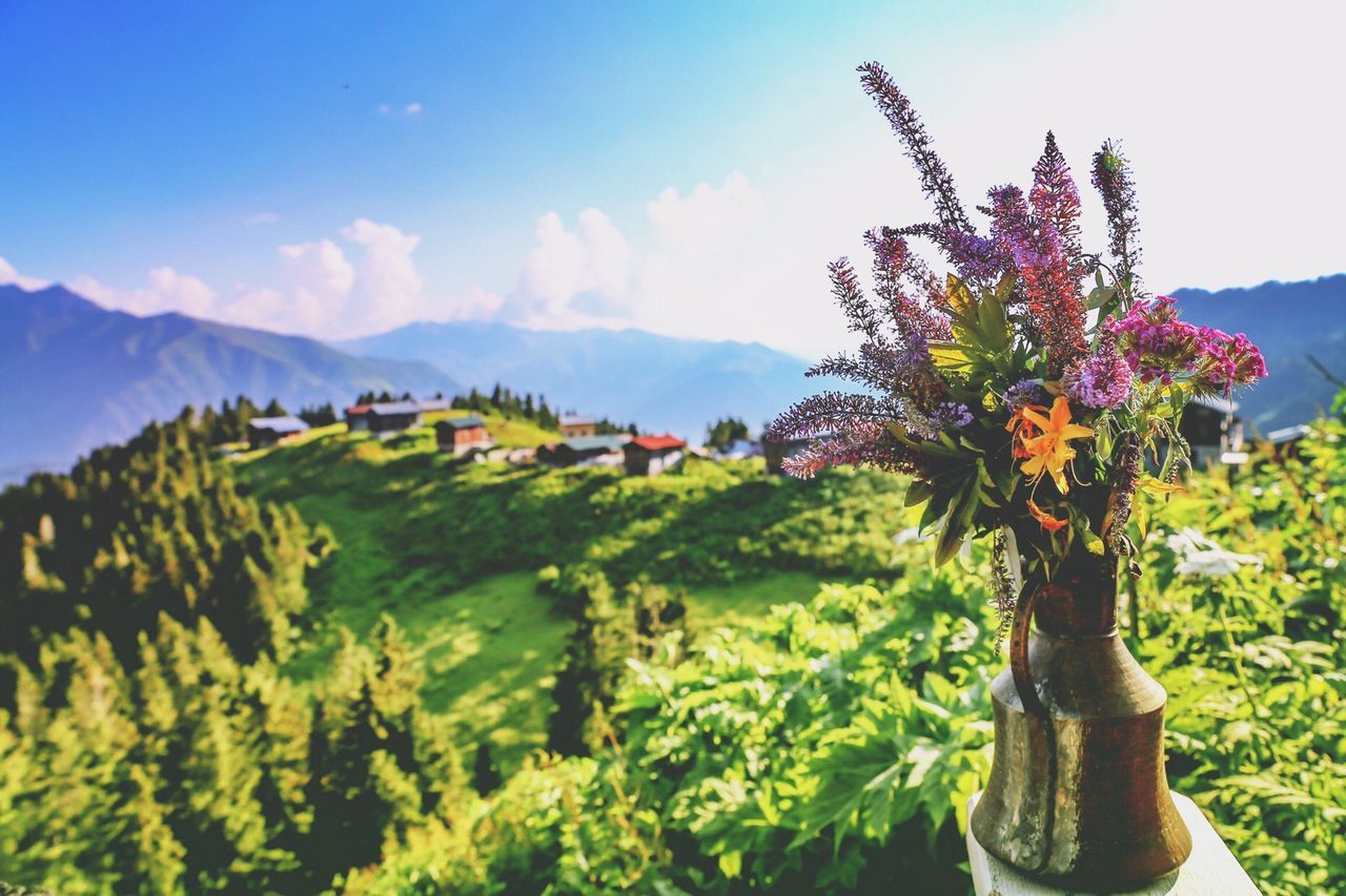 CLOSE-UP OF FLOWERING PLANTS AGAINST MOUNTAIN