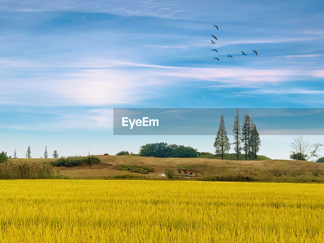 VIEW OF BIRDS FLYING OVER FIELD