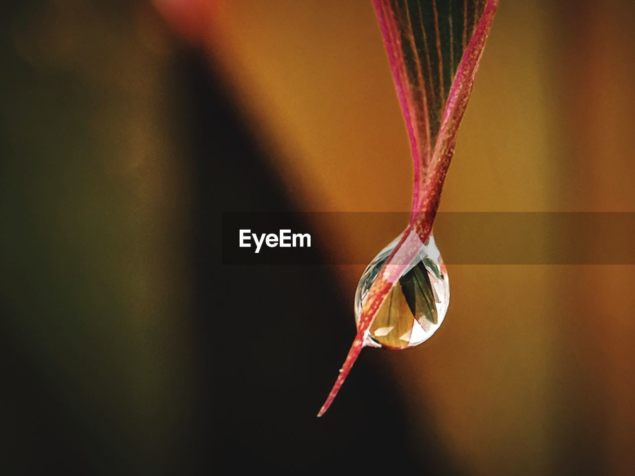 Close-up of water drops on twig