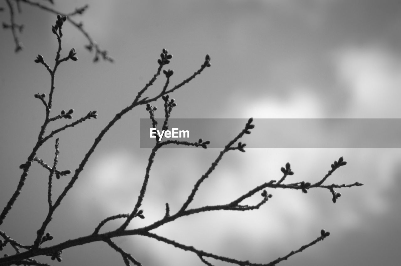 LOW ANGLE VIEW OF TREE AGAINST SKY