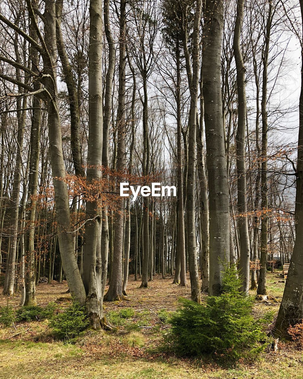 VIEW OF TREES IN FOREST