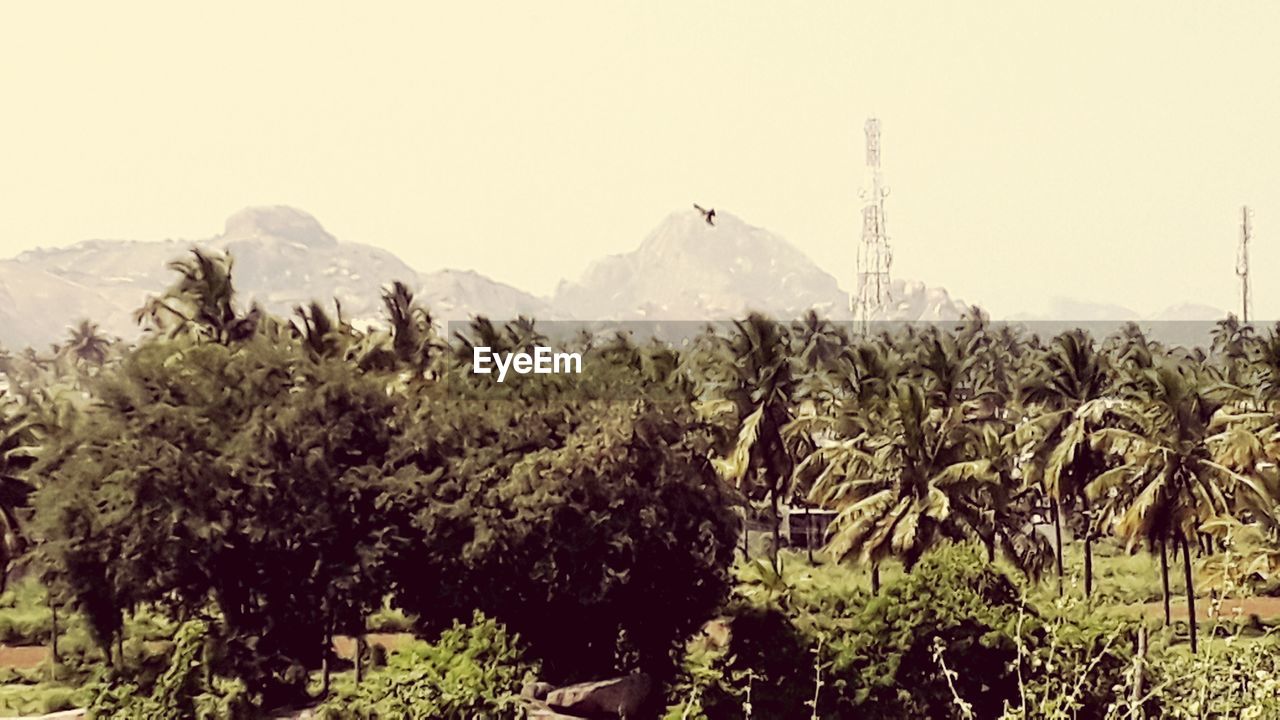 PANORAMIC SHOT OF TREES AND PLANTS AGAINST SKY