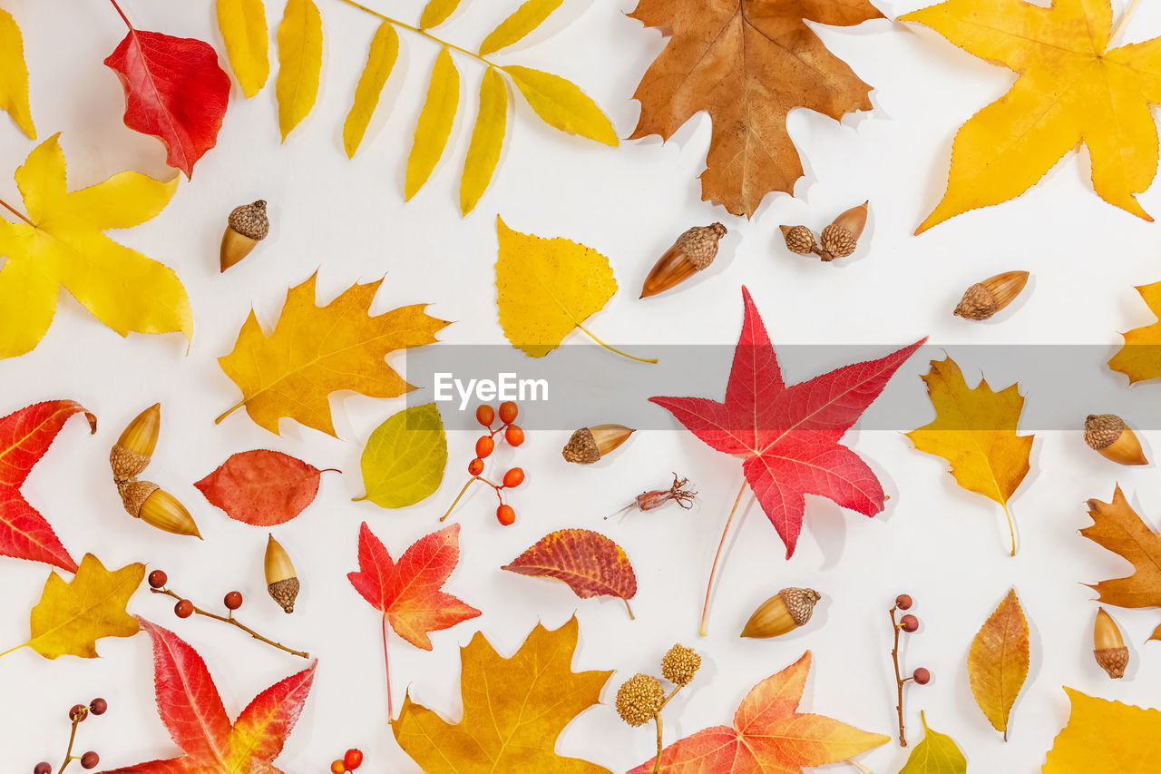 full frame shot of leaves against white background