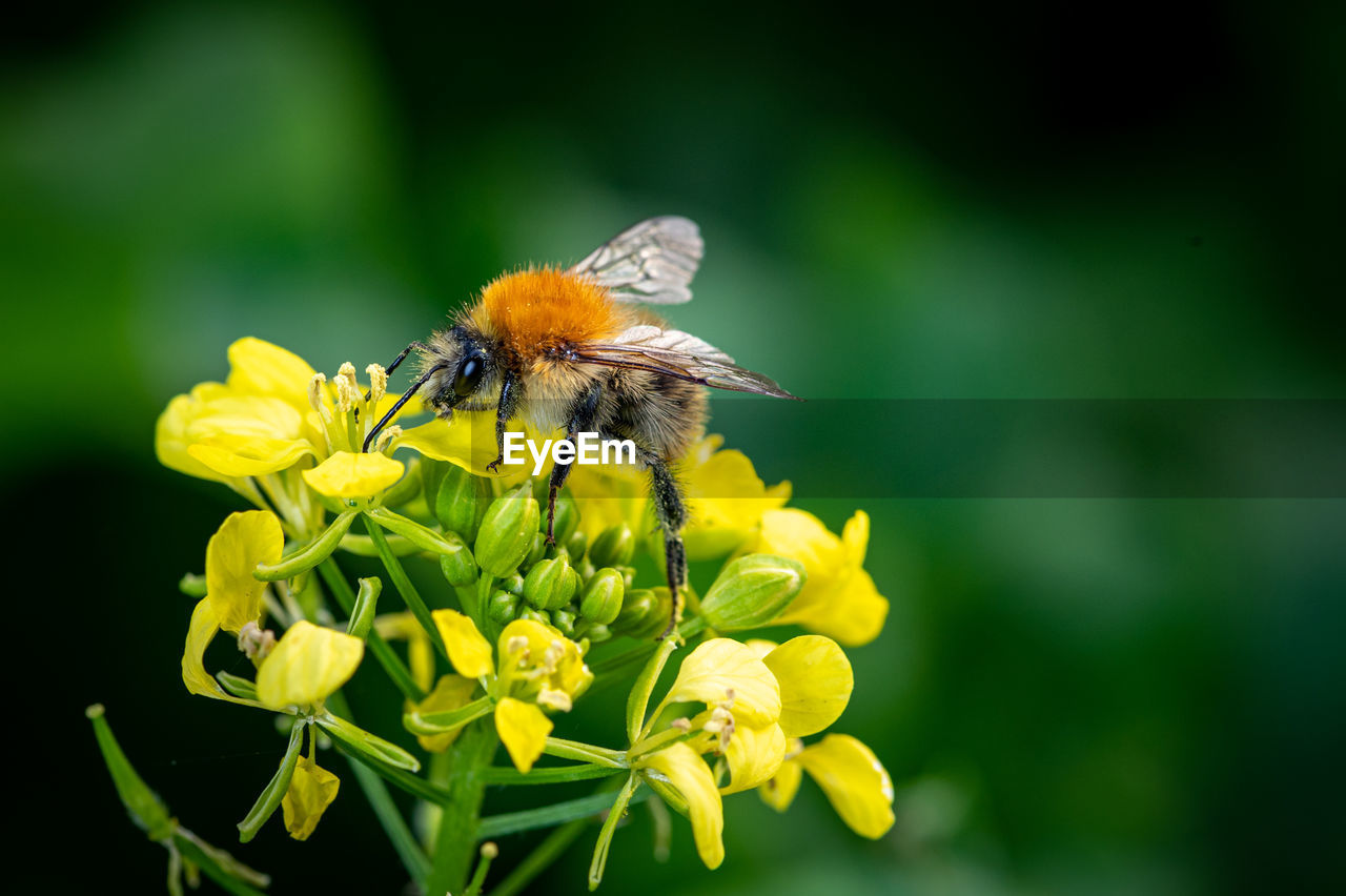 CLOSE-UP OF HONEY BEE POLLINATING ON YELLOW FLOWER