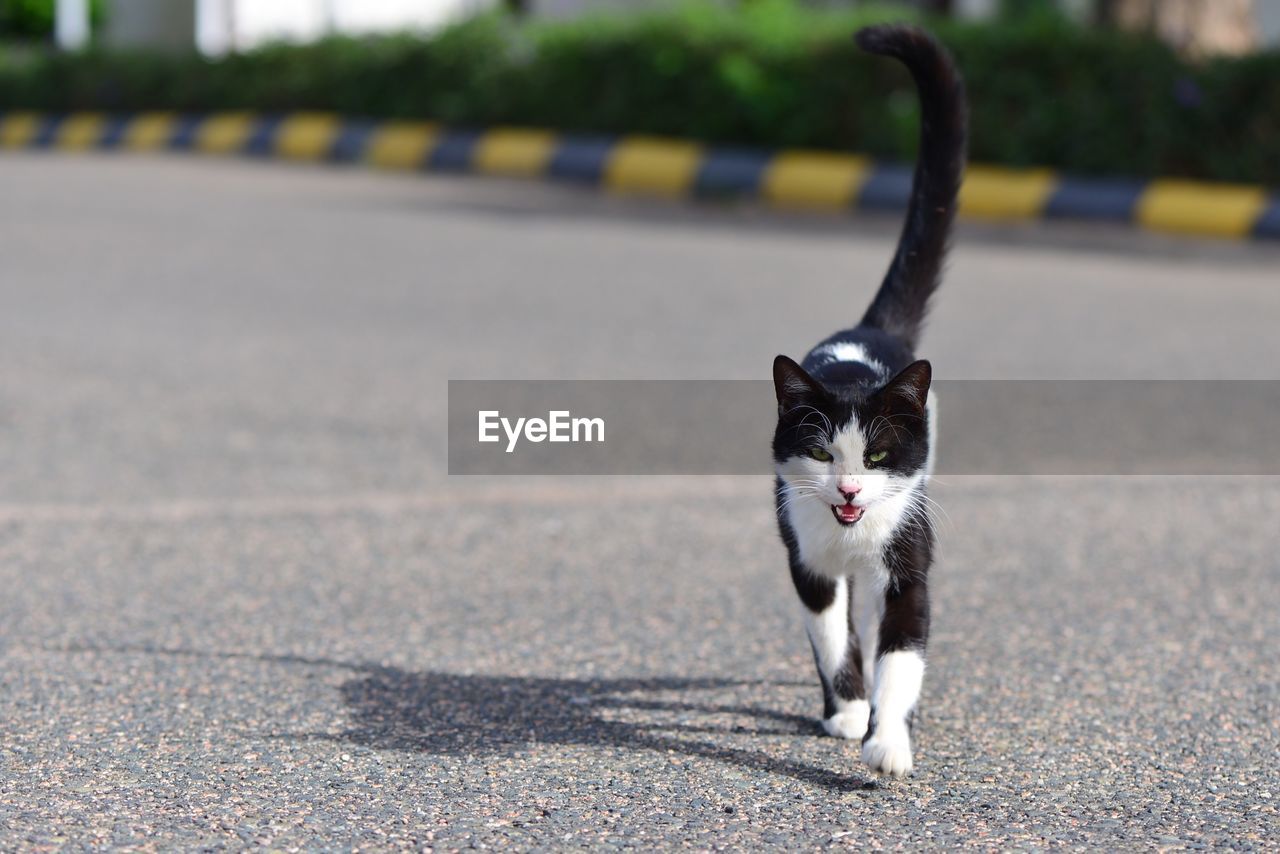 Front view of cat walking on road