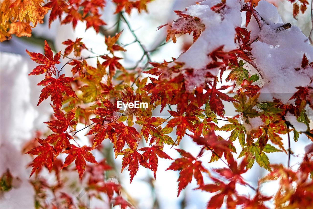 Low angle view of tree against sky during autumn