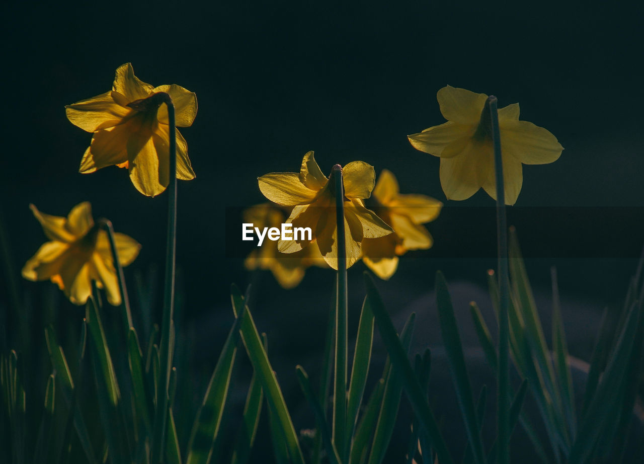 Close-up of yellow flowering plant