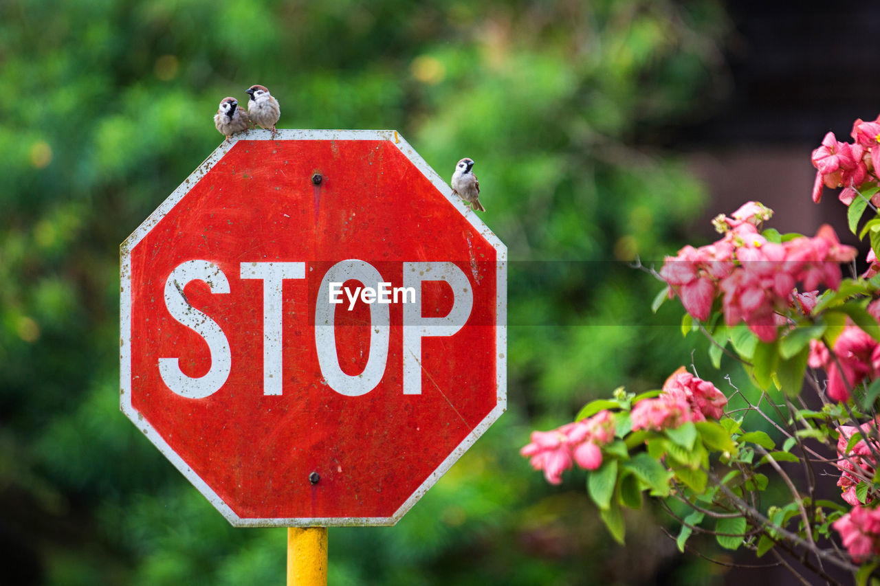 Close-up of stop sign against blurred background