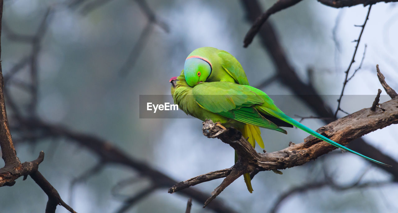 Low angle view of parrots perching on tree