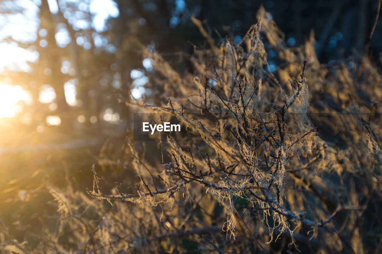 CLOSE-UP OF PLANT IN WINTER