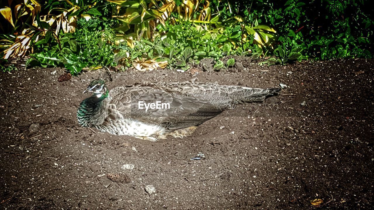 CLOSE-UP OF A BIRD ON GROUND