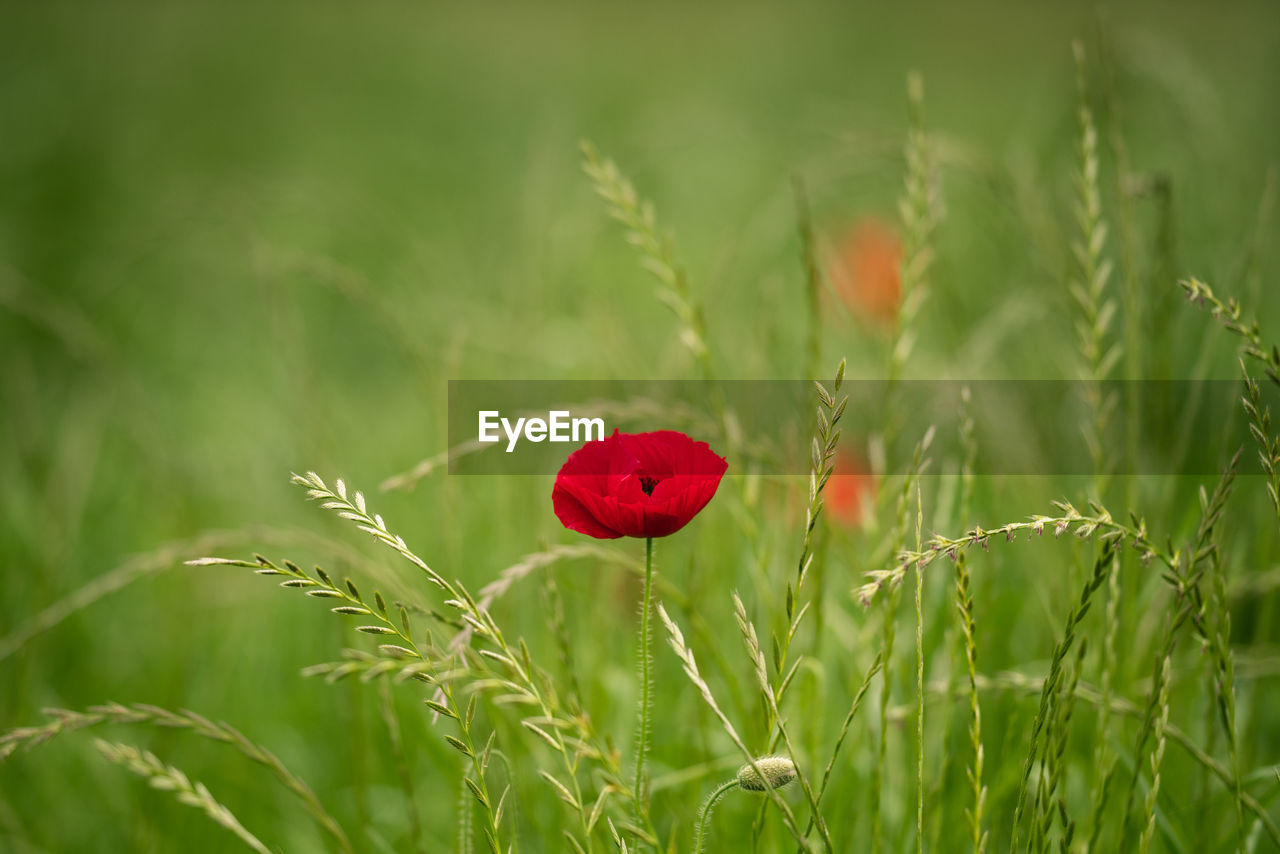 CLOSE-UP OF RED POPPY GROWING ON FIELD