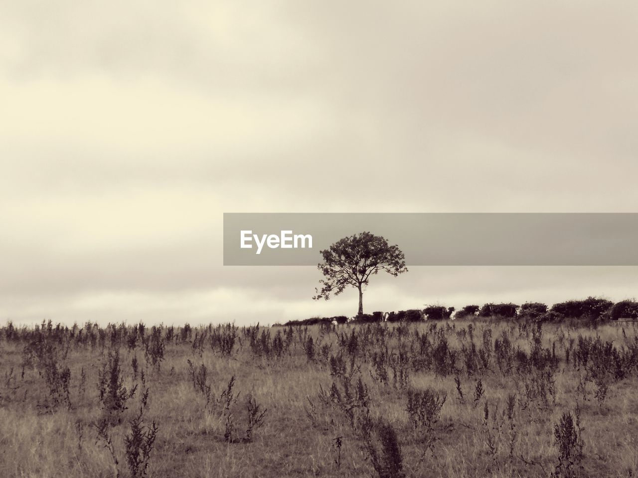 PLANTS ON LAND AGAINST SKY