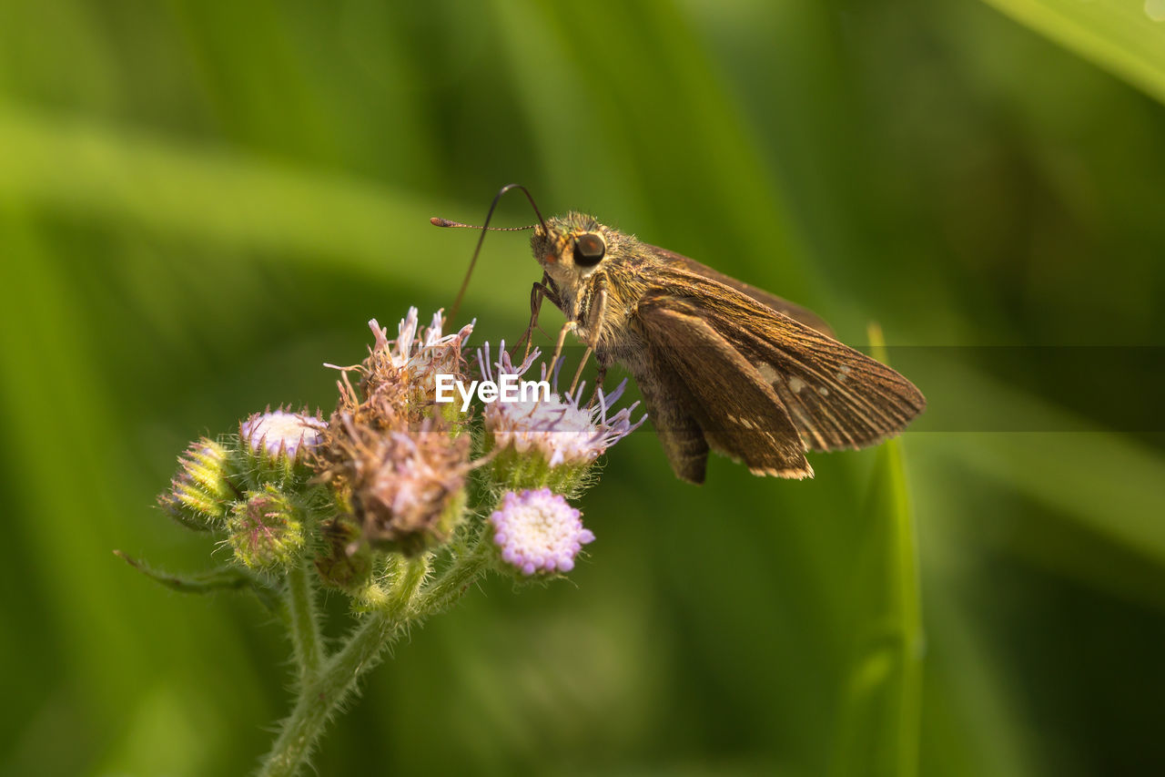 BUTTERFLY POLLINATING FLOWER