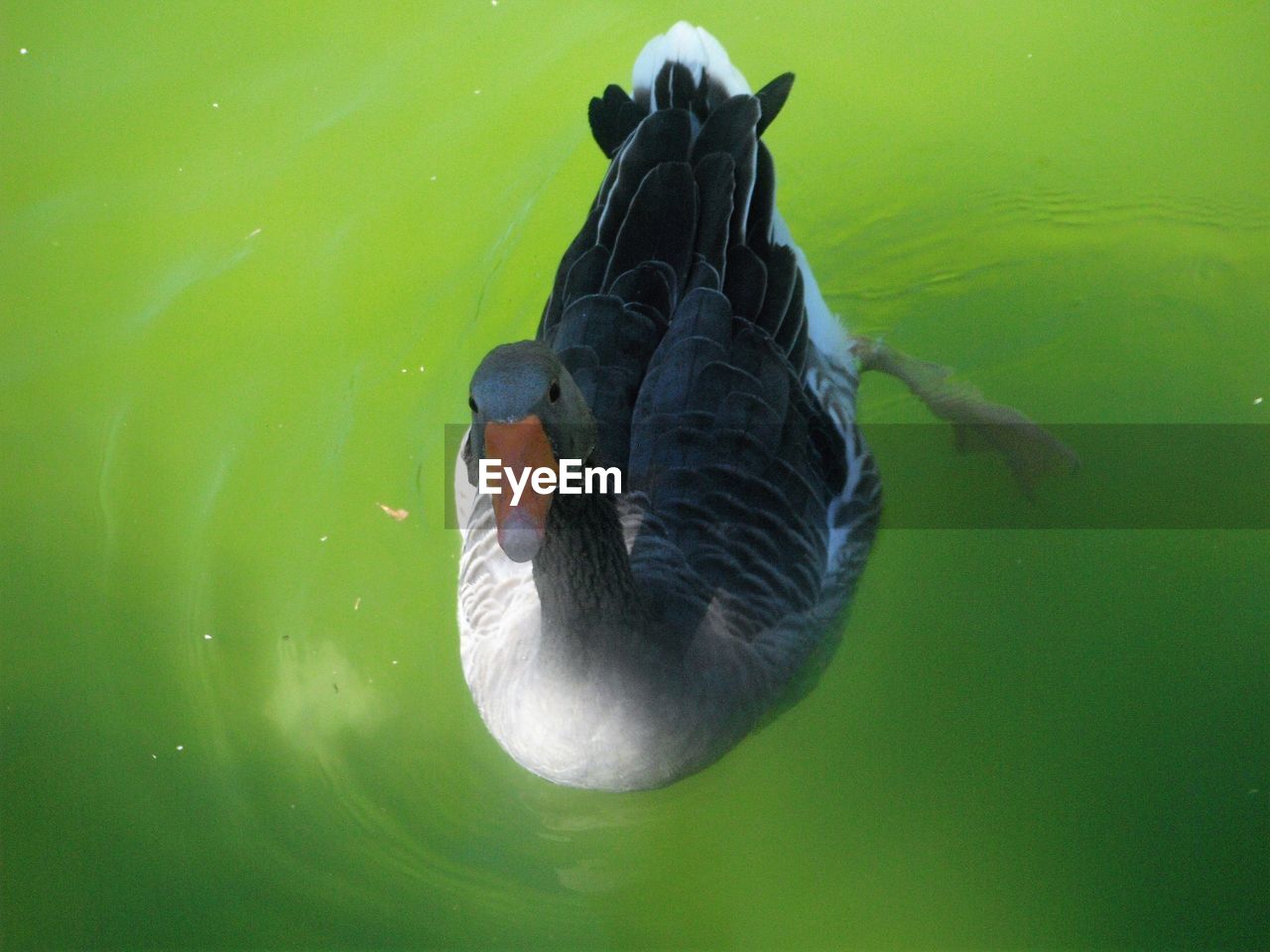 High angle view of duck swimming in lake