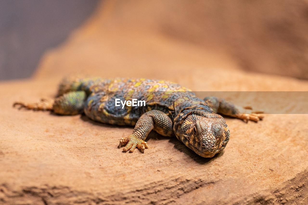 LIZARD ON ROCK