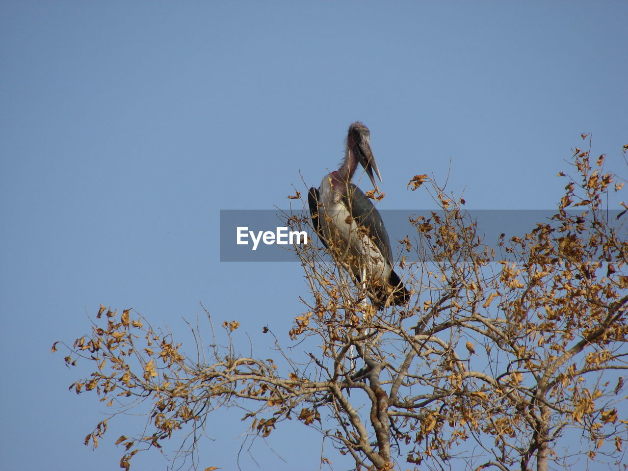 LOW ANGLE VIEW OF BIRD PERCHING ON TREE AGAINST SKY