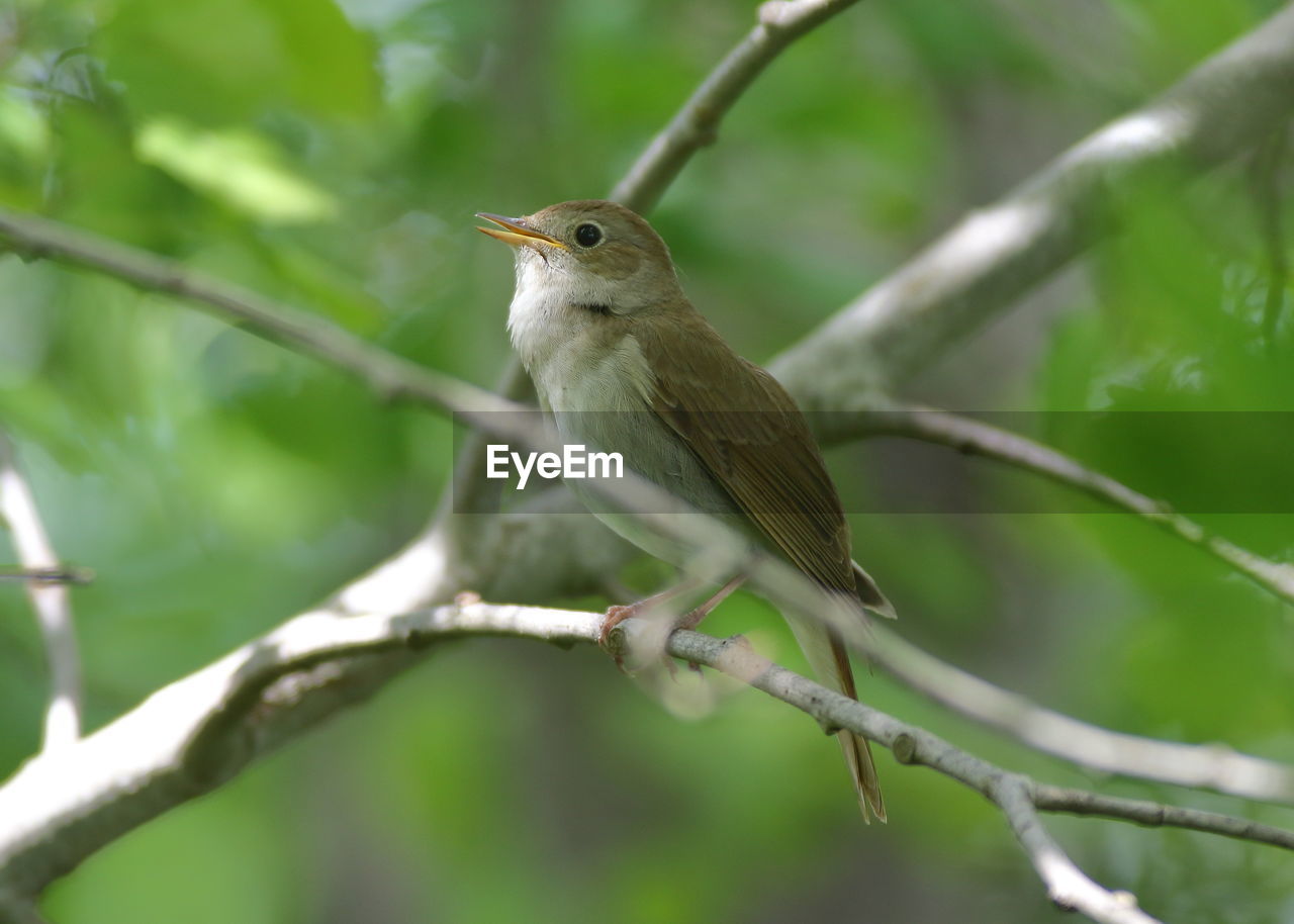 BIRD PERCHING ON A TREE