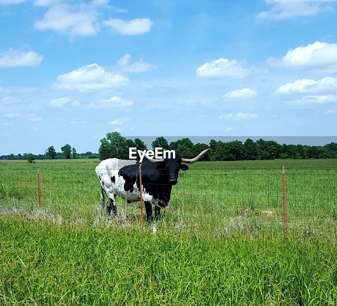 Cow grazing on grassy field