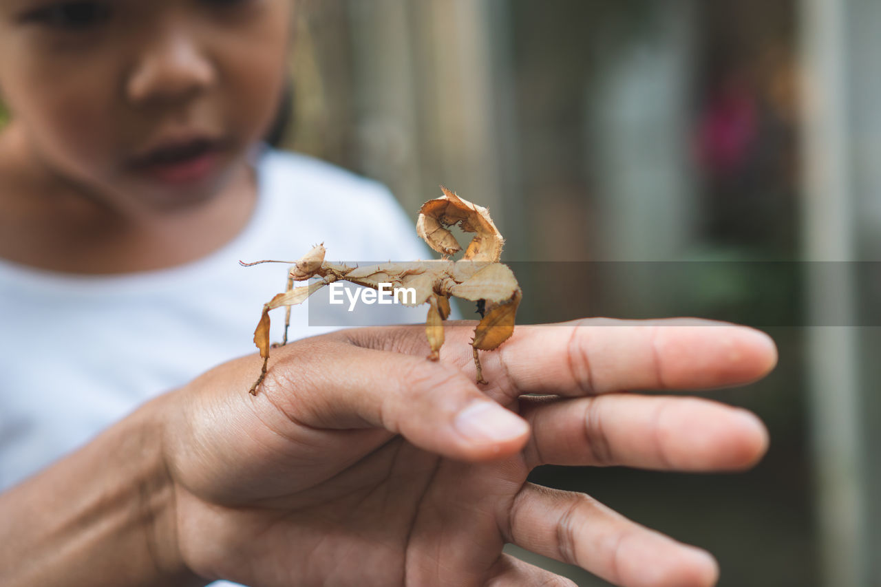 Close-up of girl looking at cropped hand holding insect